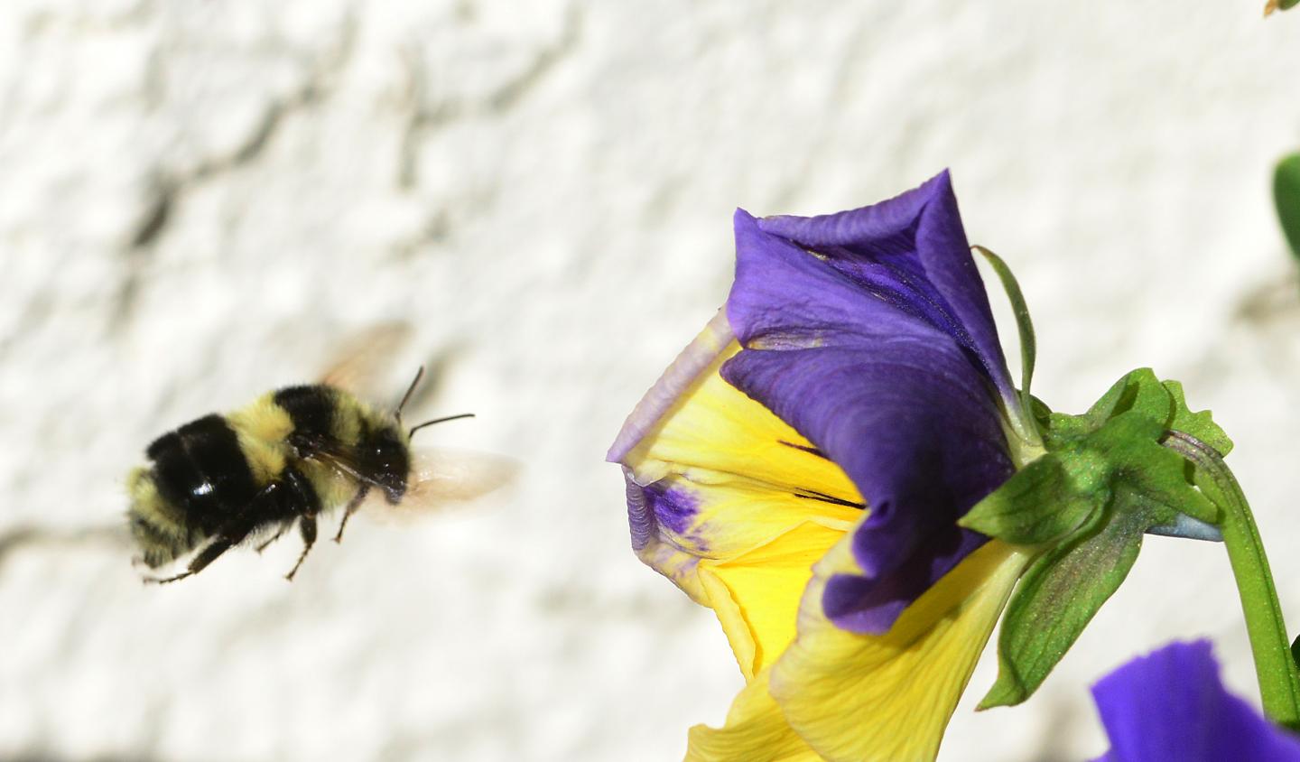 <i>Bombus melanopygus</i> in Flight