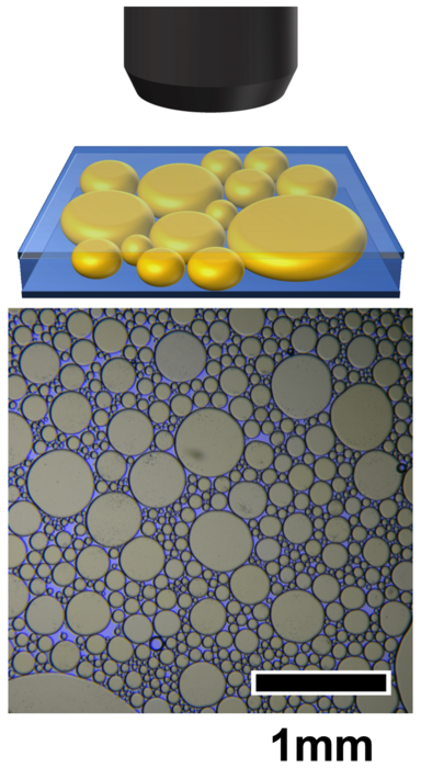 Polydisperse particles