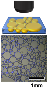 Polydisperse particles