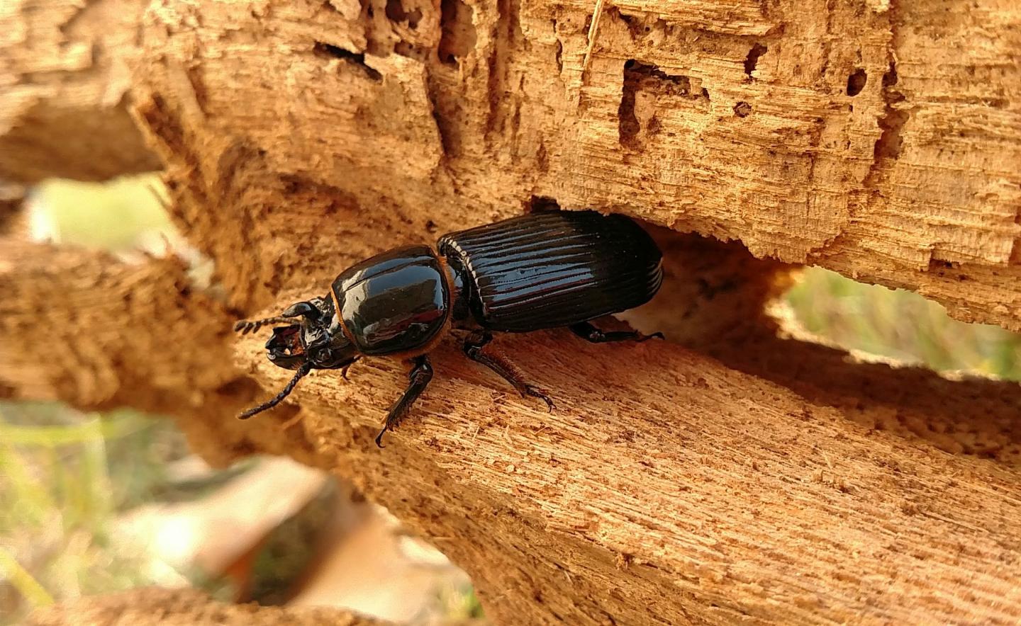 Passalus Beetle