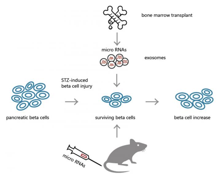 MicroRNAs Shown to Improve Hyperglycemia