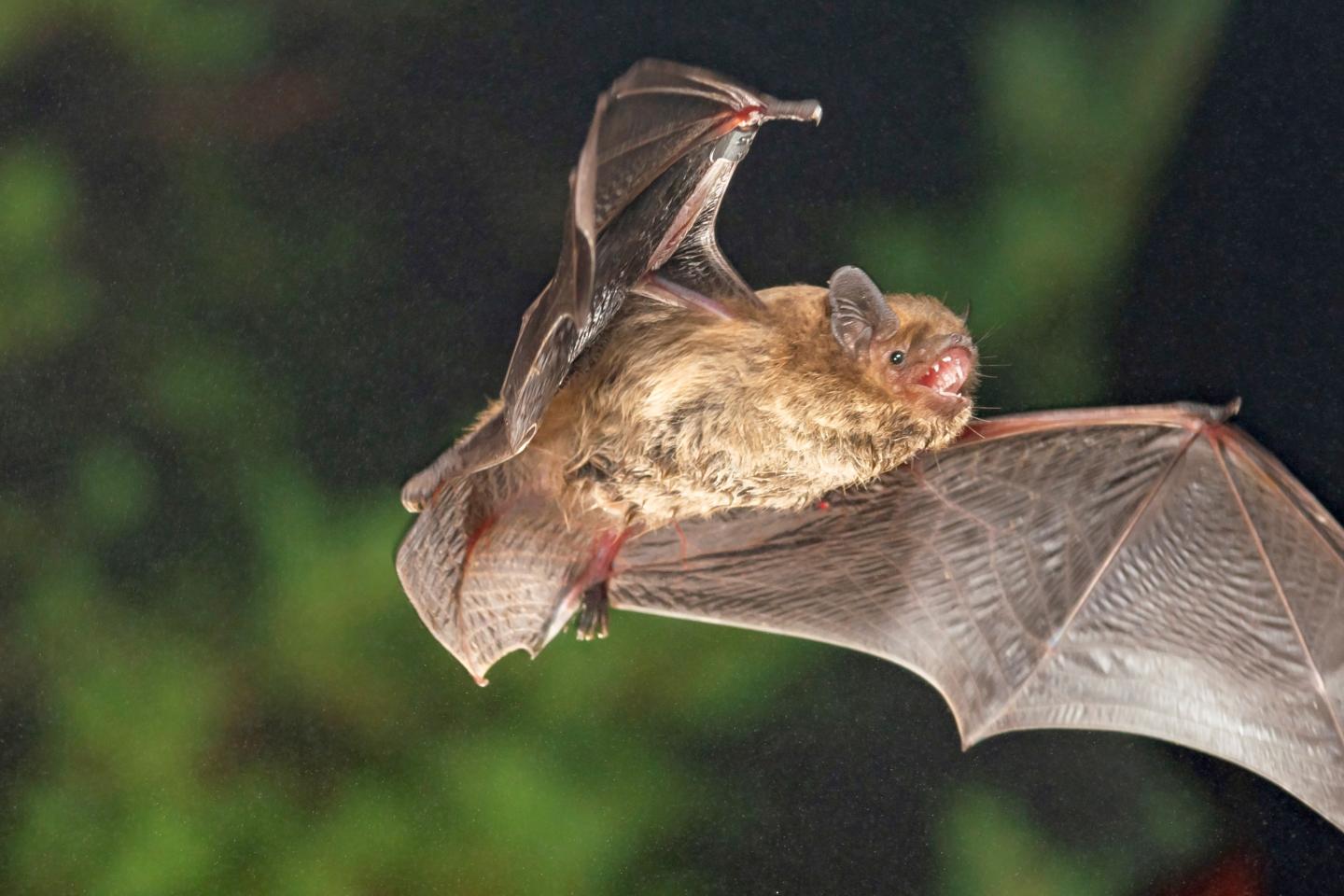 Soprano Pipistrelle Bat (<em>Pipistrellus pygmaeus</em>)