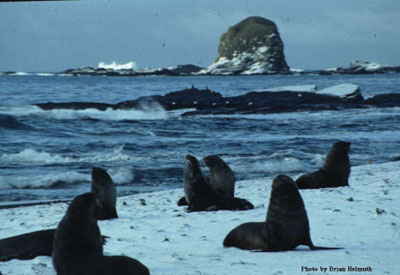 Fur Seals