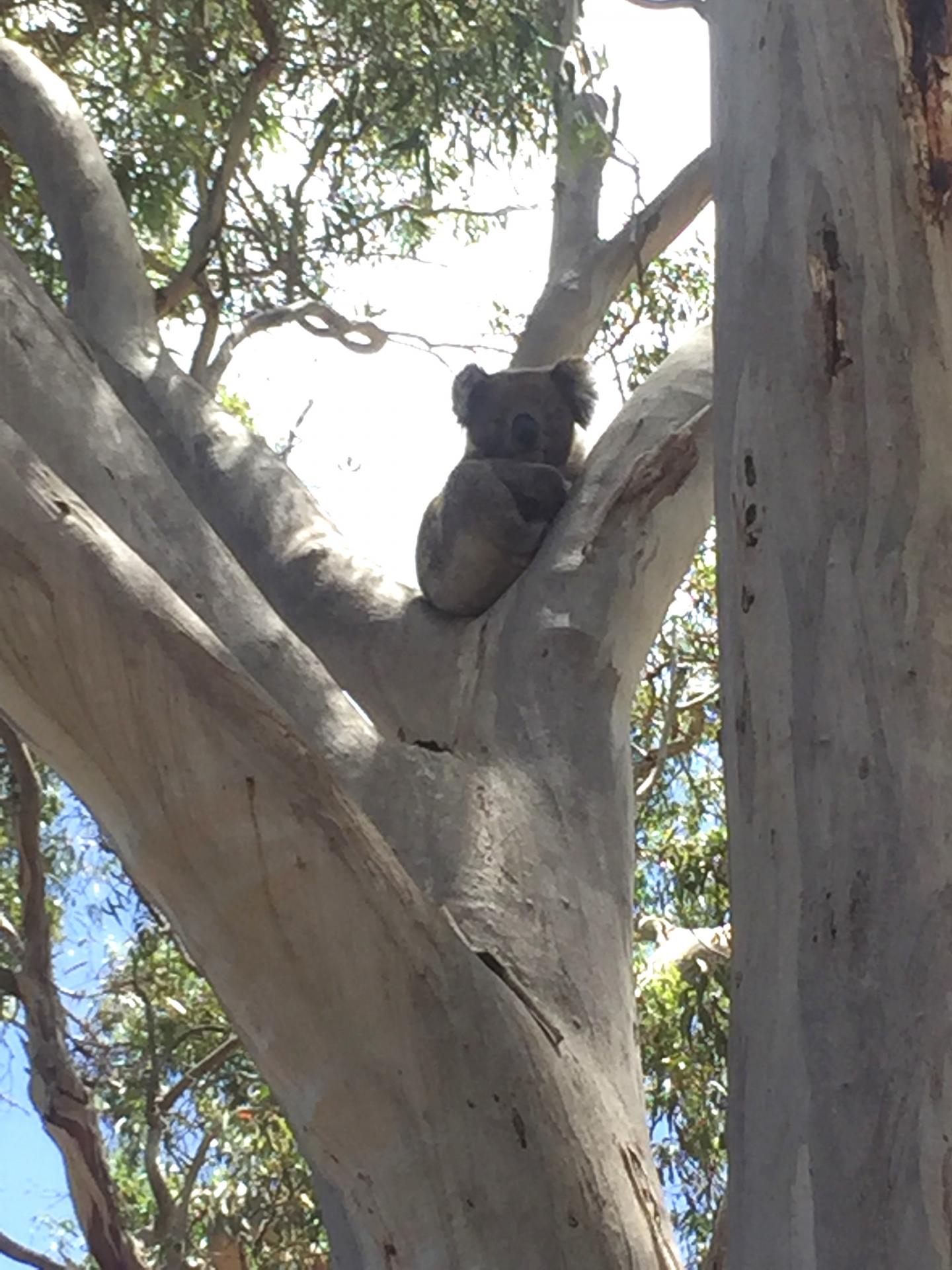 A Chlamydia-Free Koala Sits in a Tree on Kangaroo Island