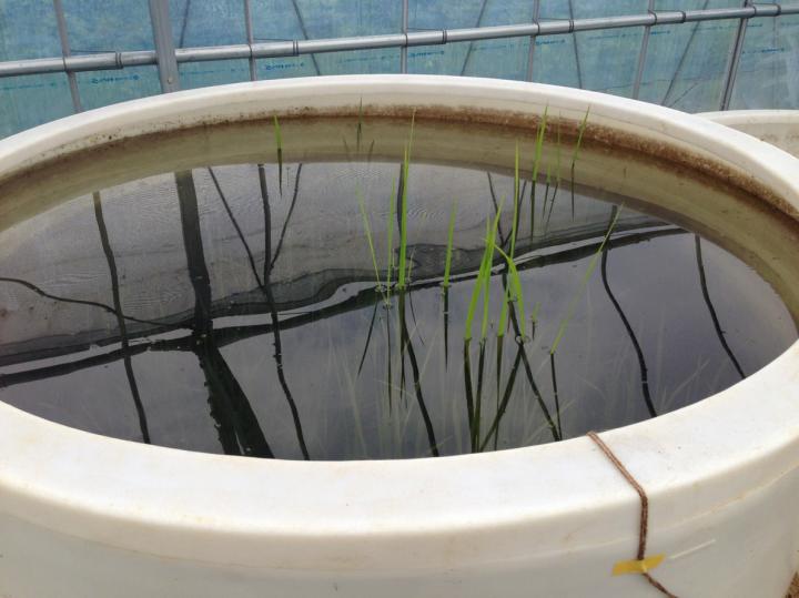 Genetic Adaptation Allows Rice to Survive Long-Term Flooding (7 of 12)