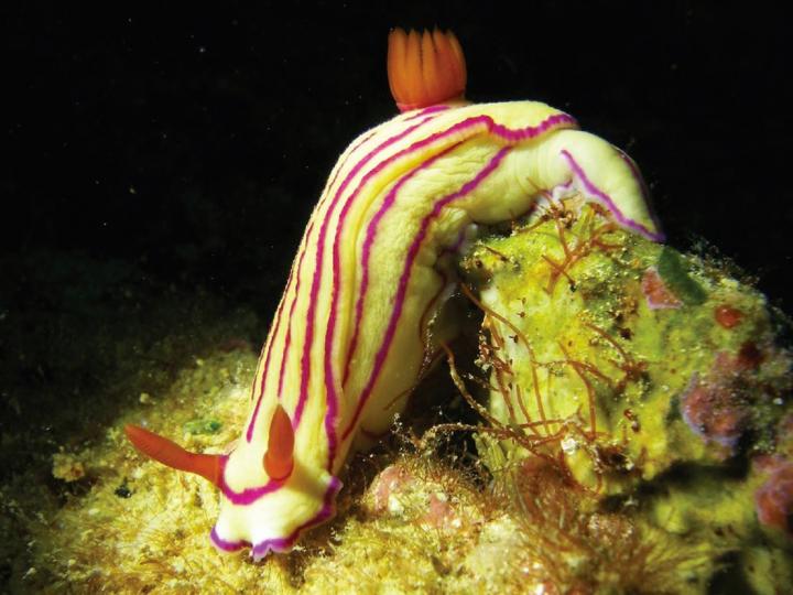 Sea Slug, <em>Hypselodoris maridadilus</em>, Living in the Red Sea