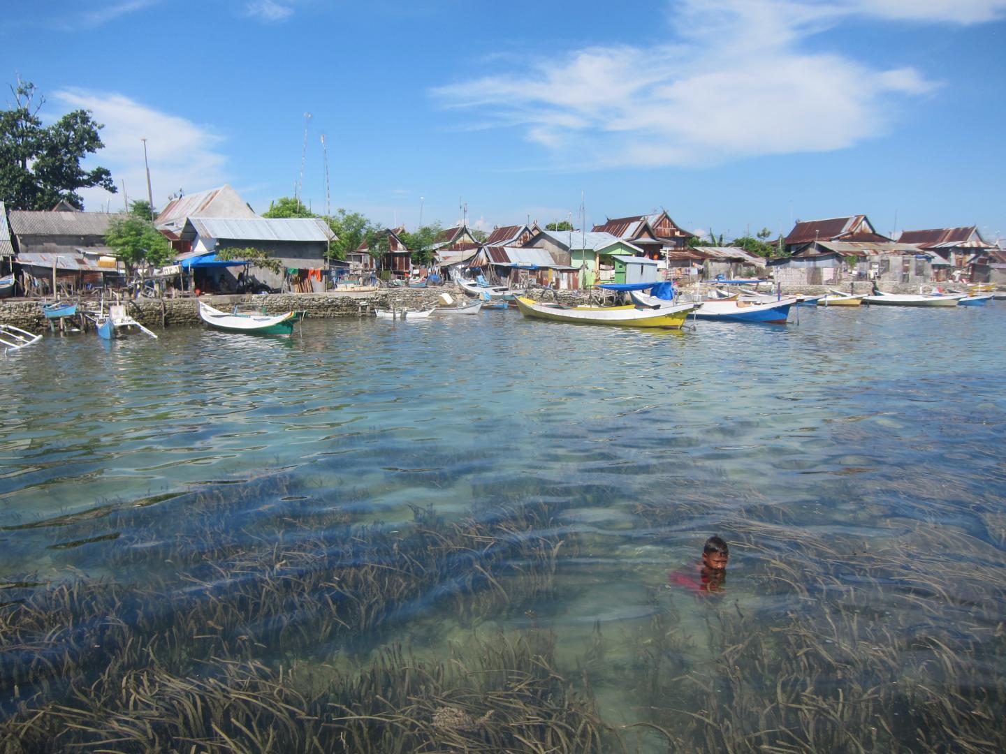 Seagrasses Greatly Reduce Bacteria, Benefiting Humans and Marine Life (4 of 15)