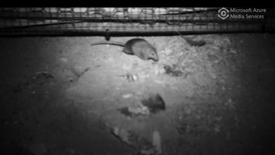 Mouse digging at a patch treated with wheat germ oil