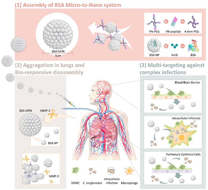 Bioresponsive micro-to-nano albumin-based sys | EurekAlert!