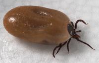 Ixodes Scapularis Tick Engorged with Blood