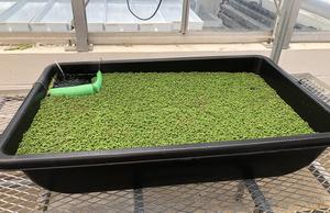 azolla growing in a tub