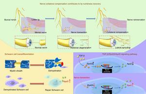 Fig. 8 Mechanistic diagram of nerve collateral compensation contributes after nerve sacrifice.