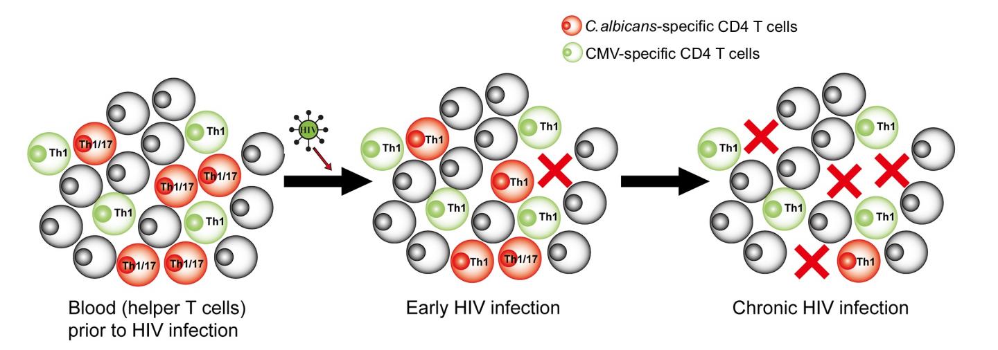 <em>Candida</em>-Specific Helper T Cells Are Preferential and Early Targets of HIV