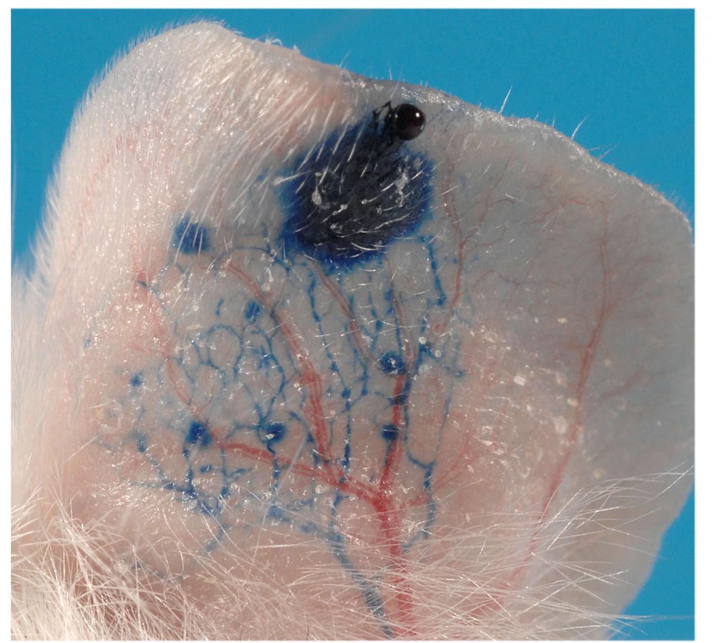 Lymphangiography in a Mouse Ear after Induction of Inflammation