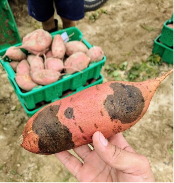 Sweetpotato with black rot symptoms