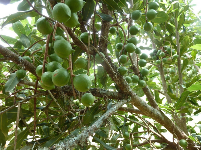 Unripe nuts hang in bunches on the tree. Insect pollination of the macadamia flowers was essential for successful nut production.