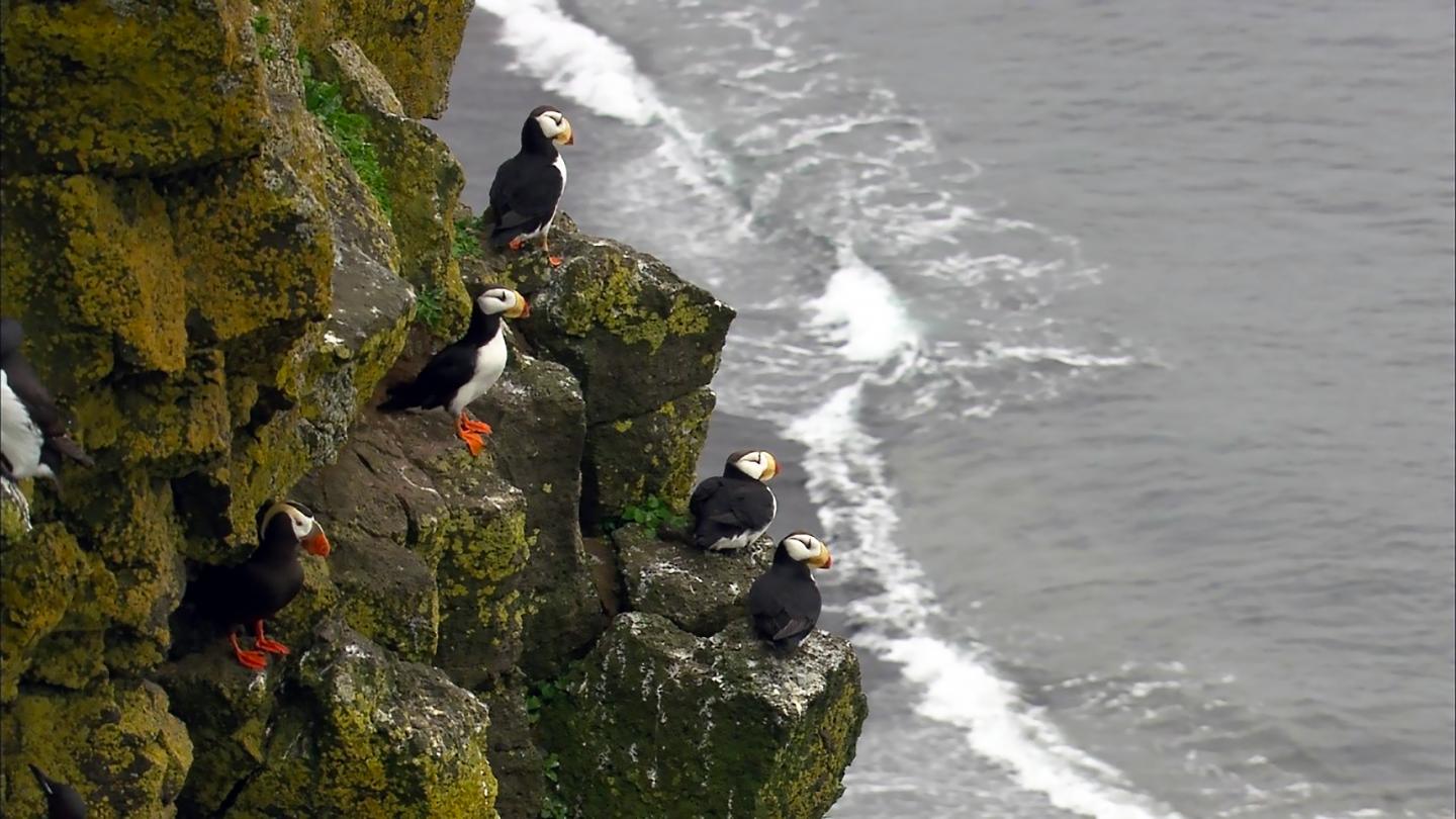 Puffins