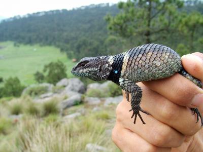 Global Climate Change Driving Lizards To Exti | EurekAlert!