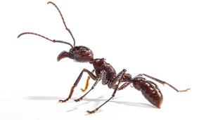 Bullet ant