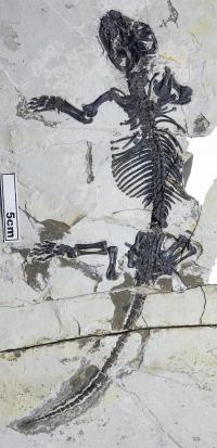<i>Liaoconodon hui</i> Fossil