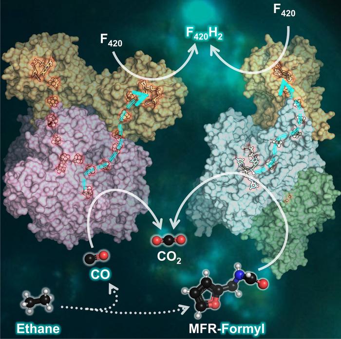 Molecular reactions involved in ethane degradation.