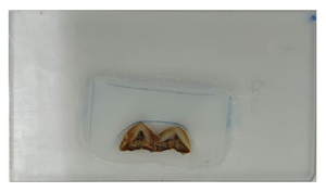 Homo erectus tooth thin slice