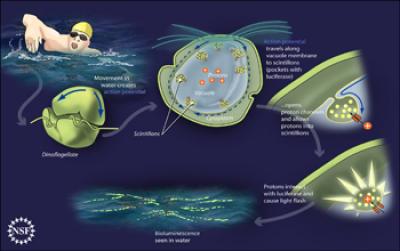 A Proposed Mechanism for Bioluminescence in Dinoflagellates