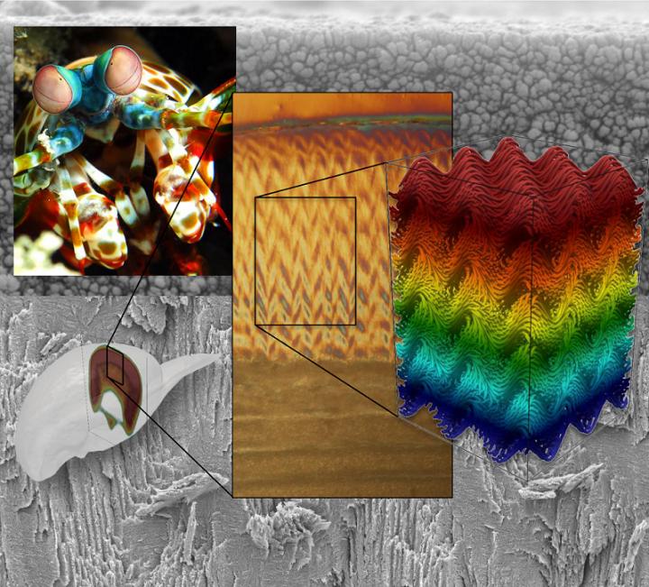 UC Riverside Mantis Shrimp Herringbone Structure