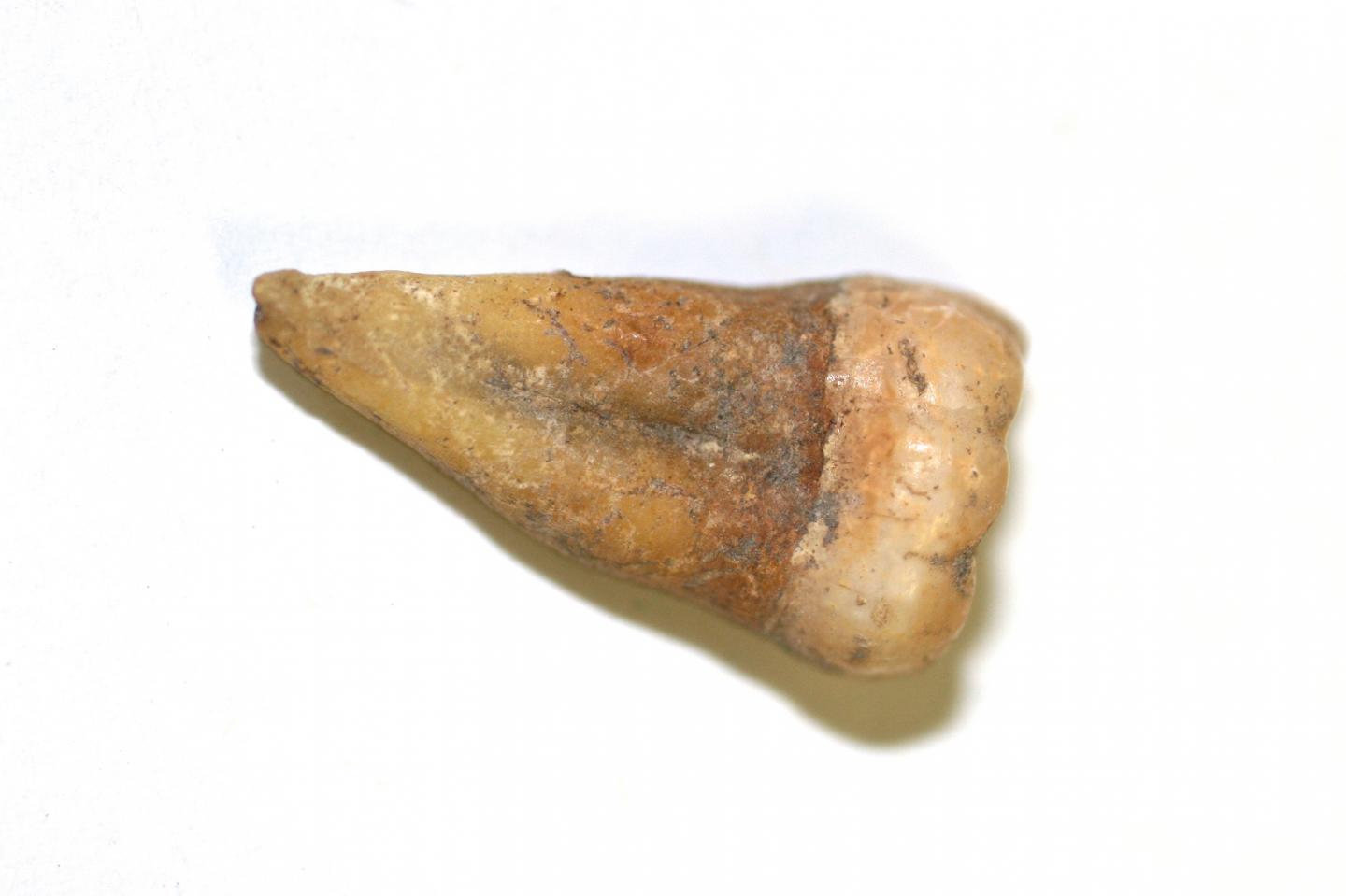 Returning Indigenous Remains to Their Ancestral Lands, Thanks to Ancient DNA