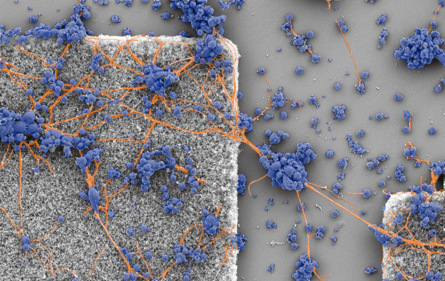 Neurons on electrode