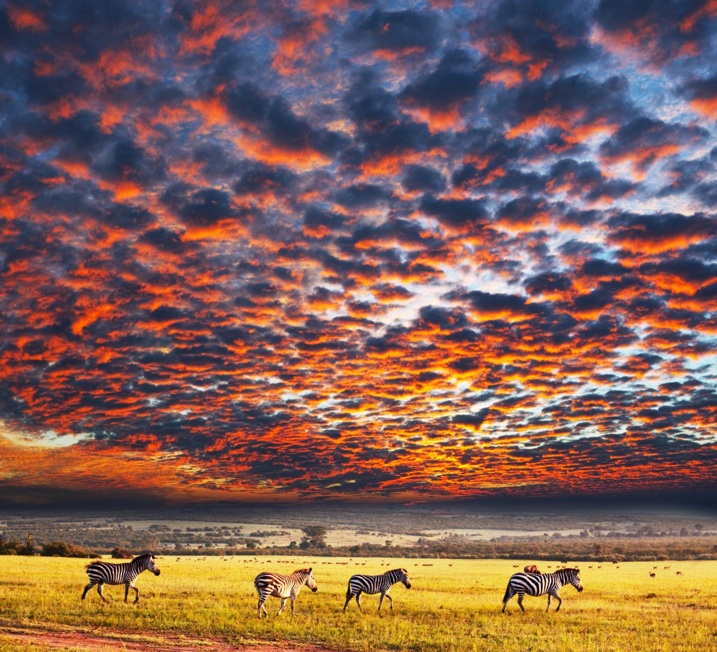 Zebras at Sunset