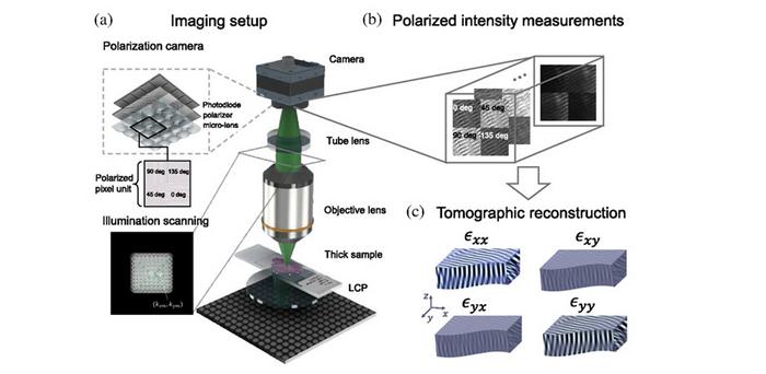 Even though the proposed imaging setup is inexpensive and straightforward to set up, tomographic reconstructions of tissue samples match the results of more complex and well-established tomography techniques, showcasing its potential for medical research.