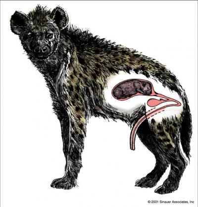 Hyena Graphic