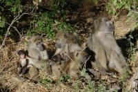 A Baboon Subgroup, Including Several Females and an Adult Male