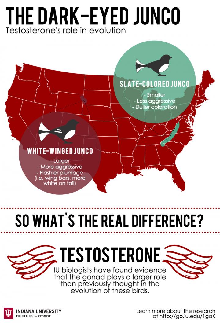 South Dakota versus Virginia Juncos Infographic