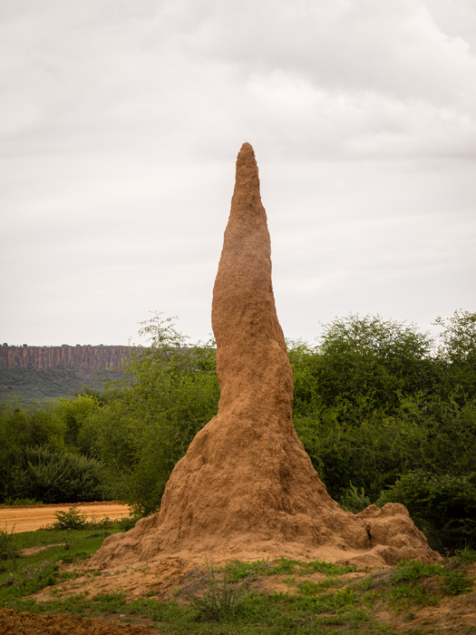 Termite mound