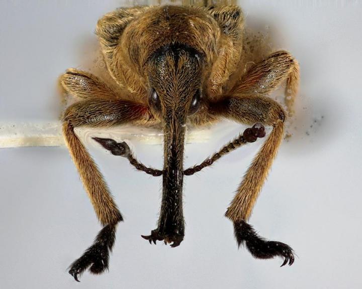 The New Weevil <i>Evemphyron sinense</i>