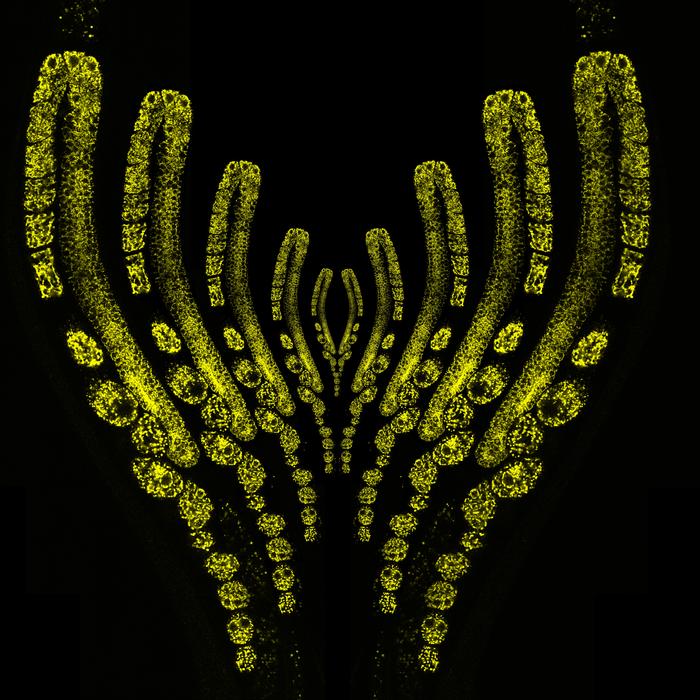 C. elegans germline mitochondria