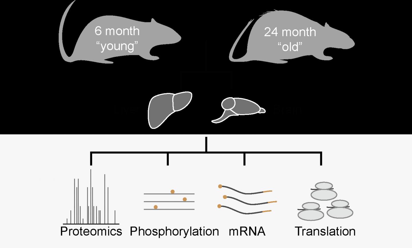 Multiple '-omics' Approaches Reveal How Organs Get Old