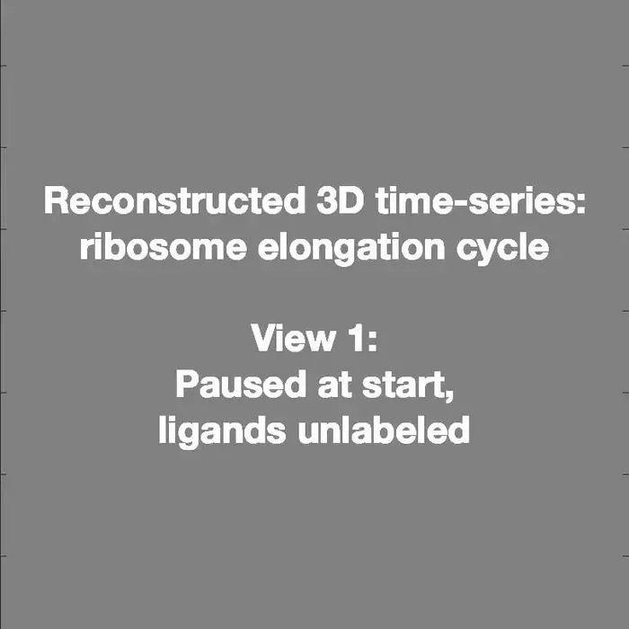 Reconstructed 3D movie of ribosome moving through the elongation cycle visualized at different planes sectioning through the ribosome.