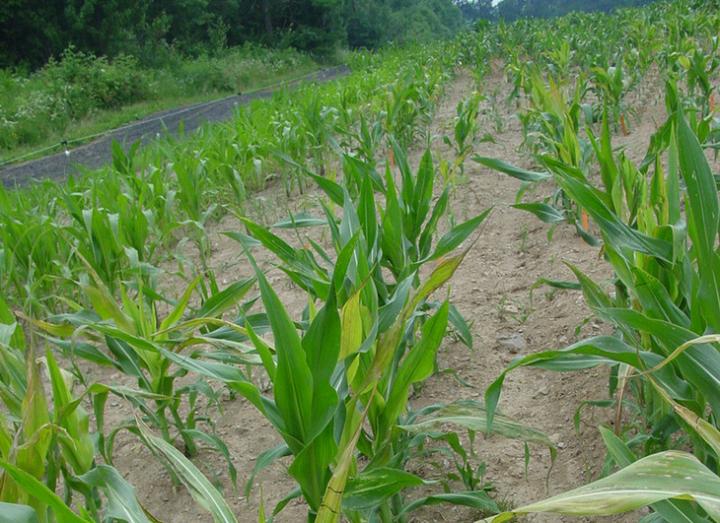 Corn Field