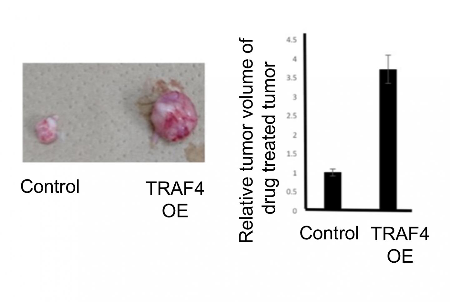 Fig.2 Drug Sensitivity