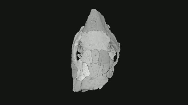 MicroCT scan of Brindabellaspis stensioi
