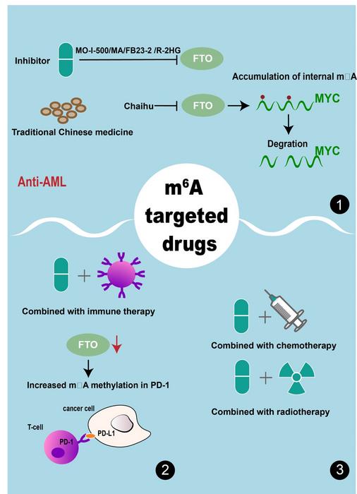 Review highlights the pathogenic role of post-transcriptional RNA modifications in acute myeloid leukemia