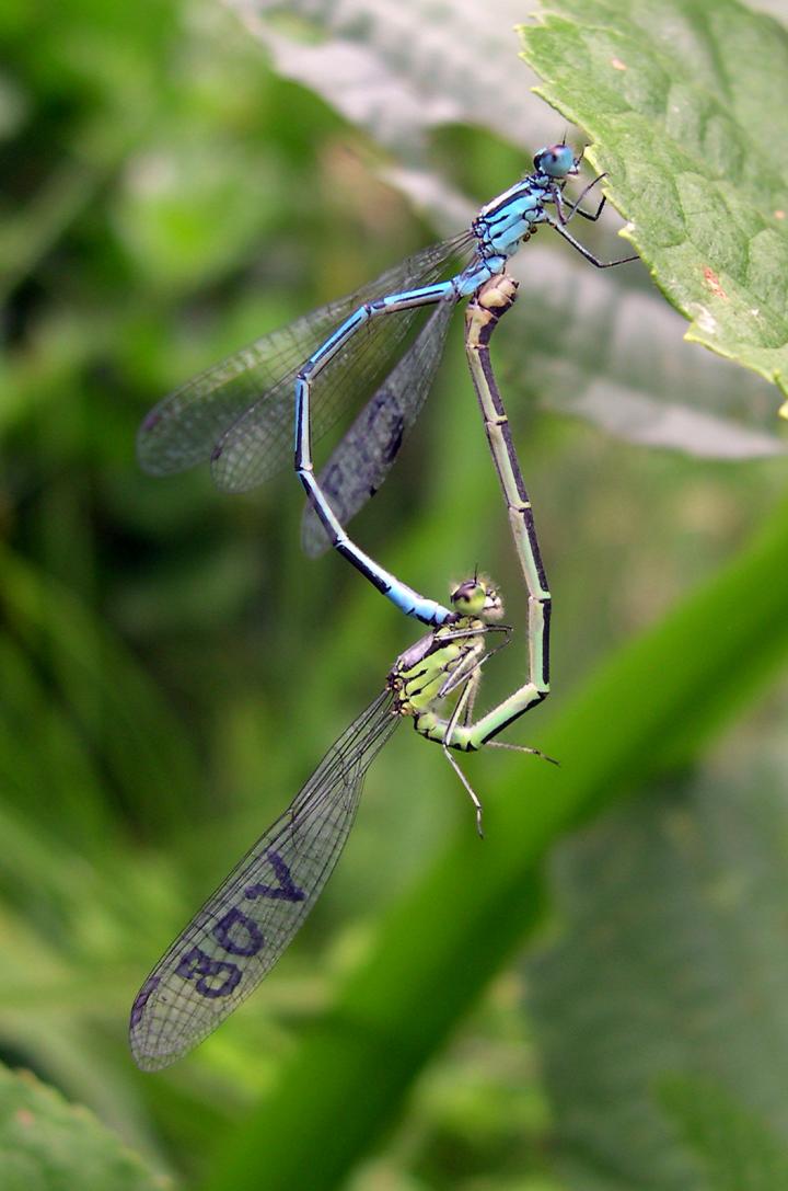 Azure Damselflies Make a Heart Shape as They Mate (2 of 2)