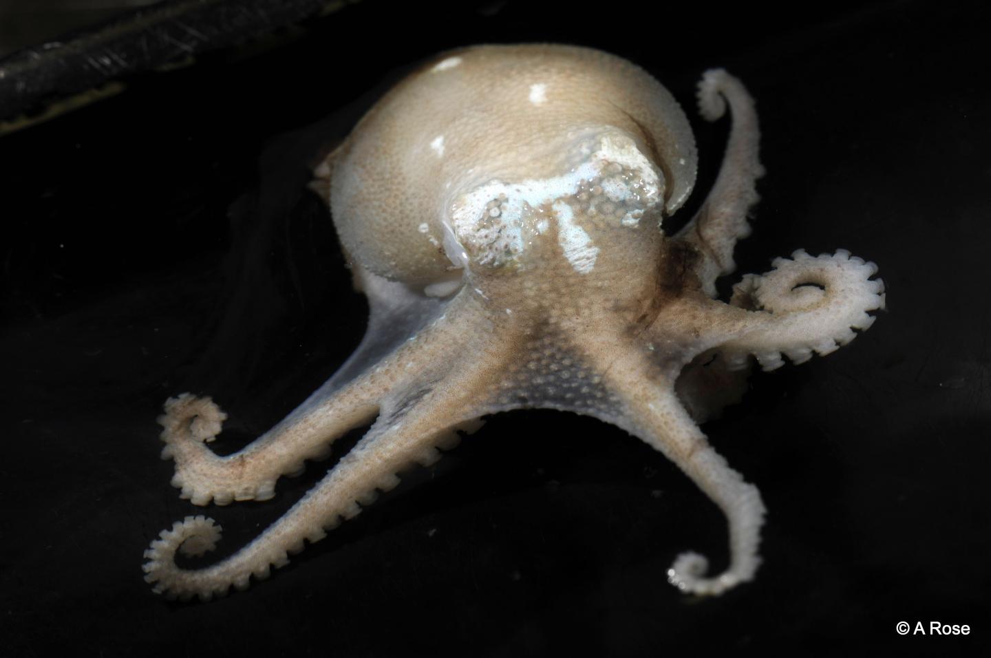 Antarctic Cctopod <I>Pareledone</I> sp.