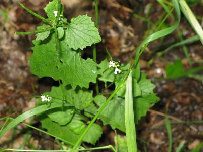 Garlic Mustard (1 of 2)