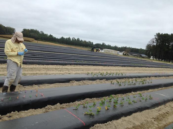 Corn in fumigated soil