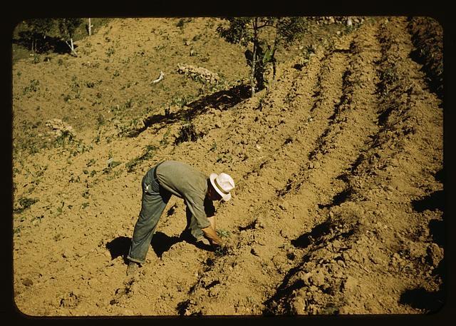 UChicago Researchers Find Simple Way to Massively Improve Crop Loss Simulations