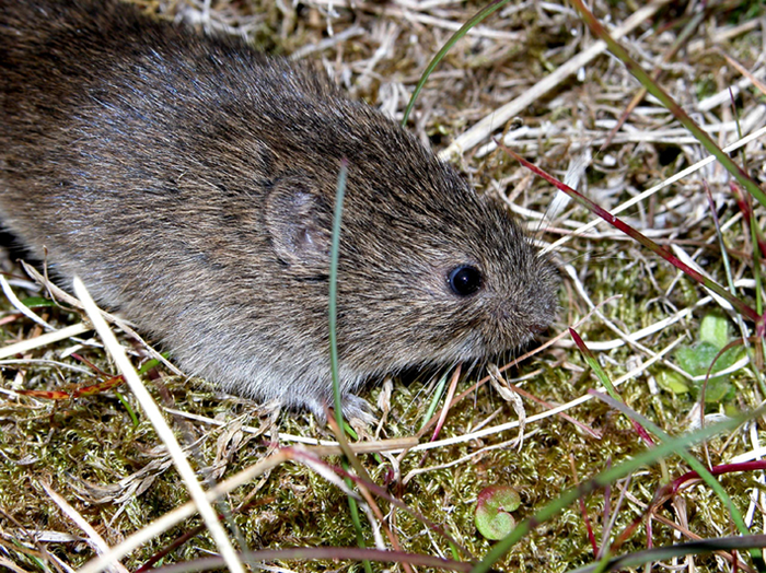East European vole